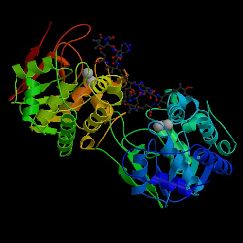 [ Structure tri-dimensionnelle de la protéine PP1 ]