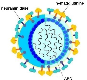 [ Schéma d'une coupe transversale d'un virus Influenza  ]